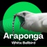 Cantos da Terra, Araponga, White Bellbird