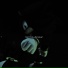 YVNGNEON