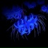 redlycor