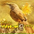 Banda Witacocha