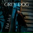 Grey Dog