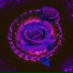 snak3rose, Art LI