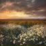 Valery Lesnoy