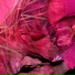 soft tissue
