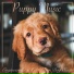 Dog Music Dreams, Dog Music, Dog Music Therapy