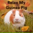The Guinea Pig Gurus