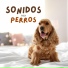 Relax para Perros Maestro