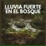 Lluvia del Bosque