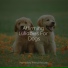 Dog Music, Dog Music Club, Music for Dog's Ears