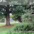 luwillow
