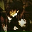 Malace Mizer
