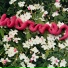 Tus Plantas