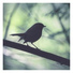 Elleodin, Aviary Night