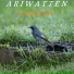 Ariwatten