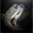 Stargazer