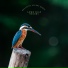 ASMR Bird Sounds