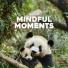 Panda Spa, Panda Sleep, Panda Music