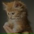 Pet Care Club, RelaxMyCat, Music For Cats Peace