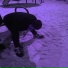 СОБАЧИЙ АКВАТРИП