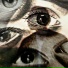 YELLOW.Eyes
