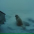 wintercat
