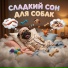 Евгений Морозов, Музыка для собак