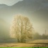 Callum McLochlan
