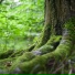 Природа Звуков, Звуки Природы