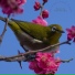 Forest Birdsong