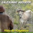 Galeguinho Aboiador