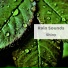 Rain Sounds