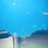 [ocean jams]
