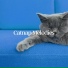Cat Music