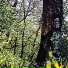 Sunlight Organico Tocaya