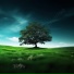 Forest Lin