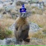 Magic Marmotte