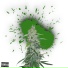 Stoner 2z