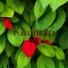 Harshit Negi
