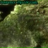 Divinity Vein