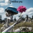 N.I.P marcherêve