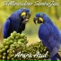 El Miraculoso SambaJazz