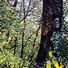 Sunlight Organico Tocaya