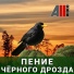 AllVideo