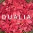 Dualia
