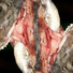 Buccura