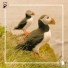 Mr. Puffin