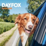DayFox