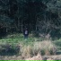 Sono
