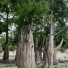 Владимир Шулепов
