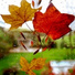 Mother Nature FX, Sons da Natureza, Tinnitus Aid